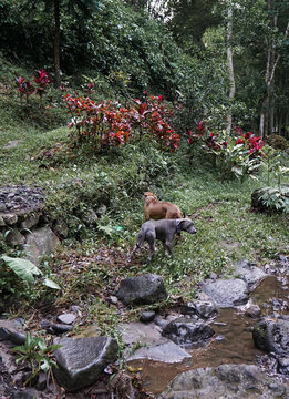 The Dogs Exploring Rocky Riverbank in Kalibendo Forest Banyuwangi.