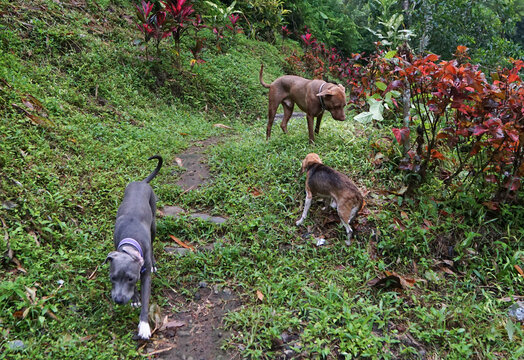 The Dogs Exploring Rocky Riverbank in Kalibendo Forest Banyuwangi.