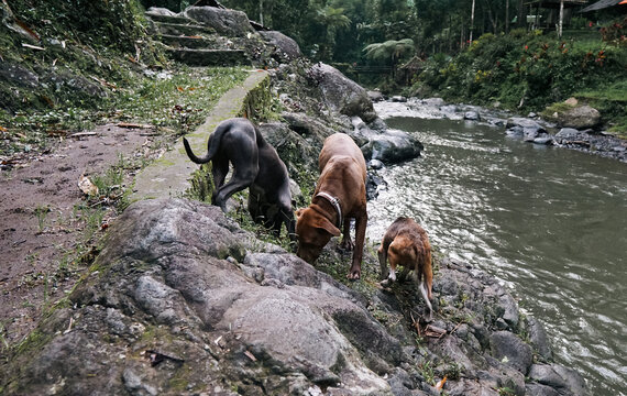 The Dogs Exploring Rocky Riverbank in Kalibendo Forest Banyuwangi.