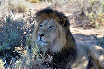 lion, South Africa. © PhotoRon