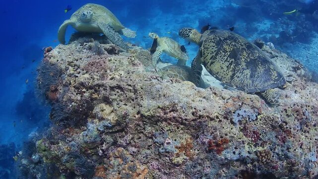 Group of Green Sea Turtles Resting on Coral Reef and Swimming Toward Camera