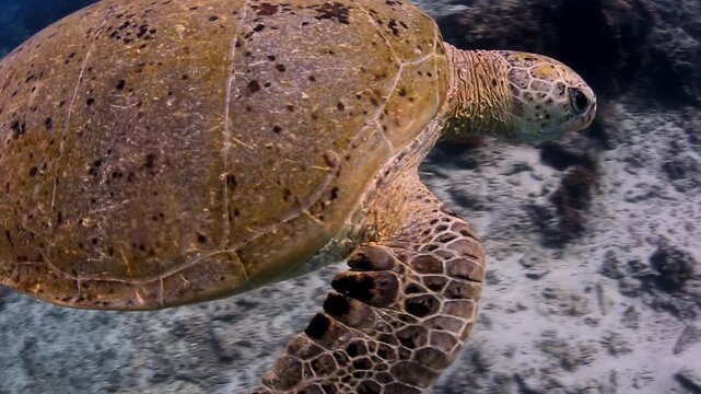 Green Sea Turtle Gliding Gracefully Through Deep Blue Ocean Water