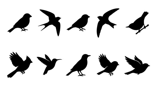 Various Nature Birds Silhouettes Vector Set. Black Flying and Perching Bird Glyphs Collection