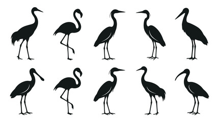 Fototapeta premium Black White Silhouette of Various Birds on White Background