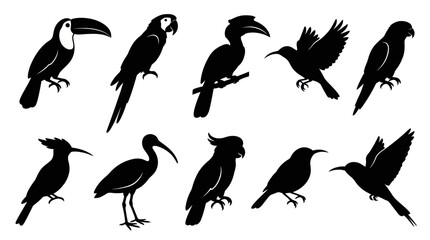 Fototapeta premium Diverse Bird Silhouettes: Toucan, Parrot, Hummingbird, Ibis, etc. - Vector Art
