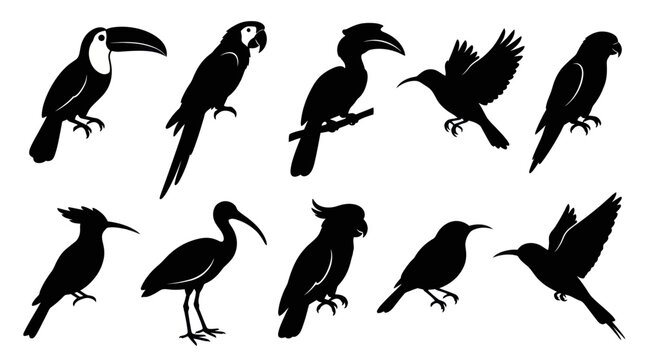 Diverse Bird Silhouettes: Toucan, Parrot, Hummingbird, Ibis, etc. - Vector Art