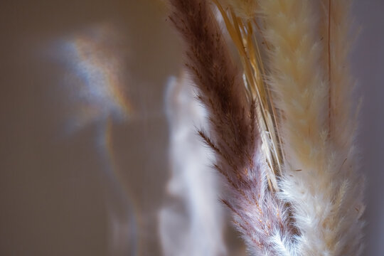 A sophisticated close-up of dried cream-colored grass stalks against a neutral wall with soft light reflections. The delicate textures and gentle shadows create a warm, minimalist atmosphere.