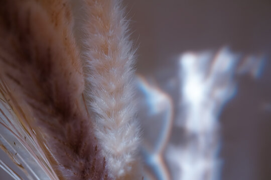 A sophisticated close-up of dried cream-colored grass stalks against a neutral wall with soft light reflections. The delicate textures and gentle shadows create a warm, minimalist atmosphere.