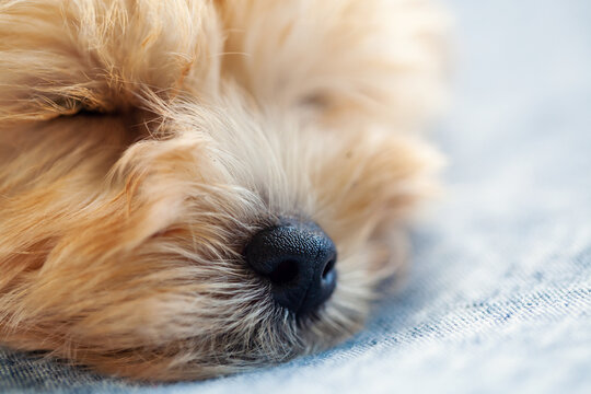Puppy nose