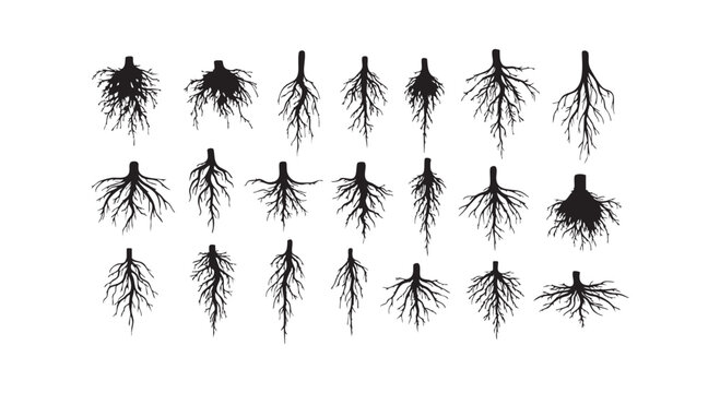 Tree root system silhouettes collection for biology educational materials and gardening landscaping concepts design ideas.