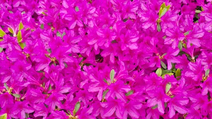 pink flowers background