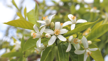 Fototapeta premium A close-up view of white flowers with yellow centers on a tree with green leaves 