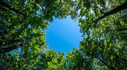 Fototapeta premium Looking up through a canopy of lush green trees towards a clear blue sky on a sunny day, a natural frame of foliage against a vivid sky