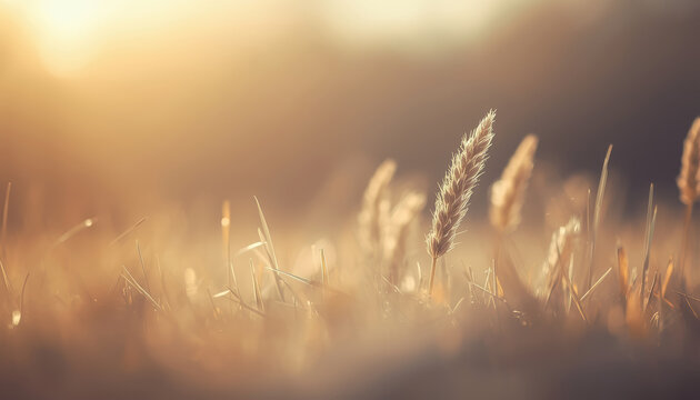 Golden grass stalks sunlit in shallow field with warm bokeh glow and gentle peaceful mood