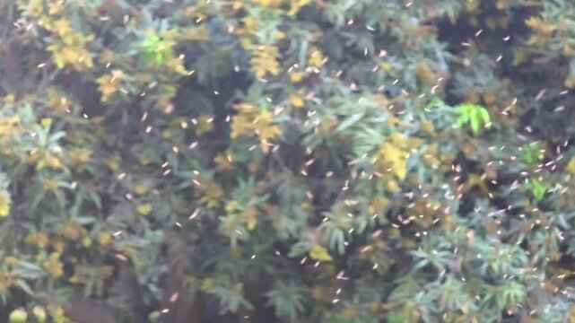 Mosquitoes Swarms Swarms of mosquitoes flying around lush green foliage in a warm, sunny environment Slow motion 240fps