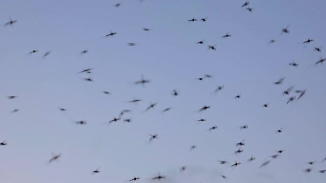 Mosquitoes Swarms Swarms of mosquitoes flying in the evening sky during twilight hours Slow motion 240fps