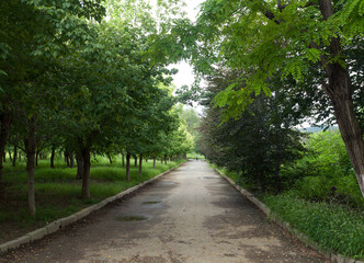 Fototapeta premium path in the park