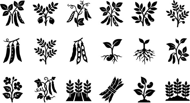 Vintage botanical woodcut illustration set featuring various legume plants including soybeans, chickpeas, peas, and green beans in a black and white engraved style.