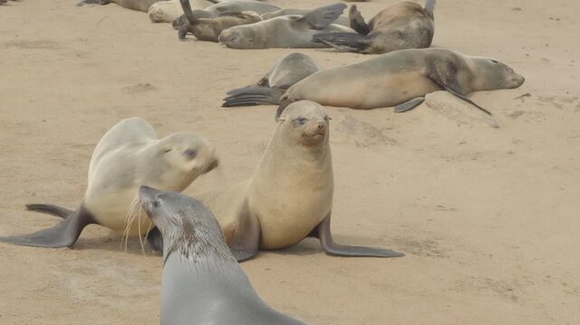 a female cape fur seal calls while on the beach at cape cross seal colony in namibia, africa