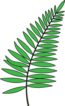 Green Fern Leaf Branch Isolated on White Background.