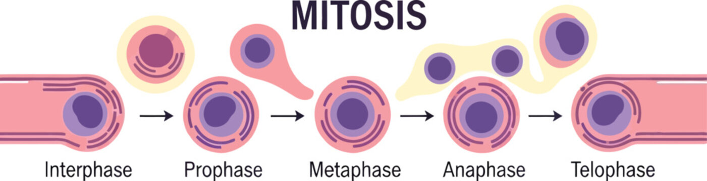 Mitosis cell division diagram showing biological stages with division