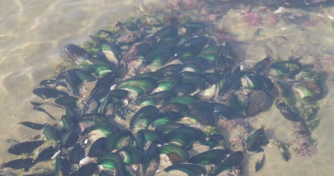 a cluster of green-lipped mussels in a tidepool at shipwreck bay of ahipara, new zealand
