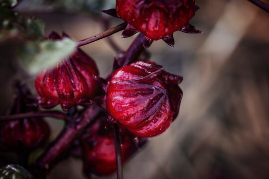 Rosellas ready to pick for preserving