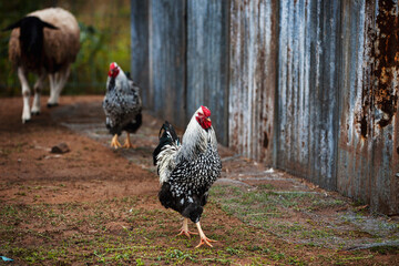 Wyandotte Roosters on farm © Tania