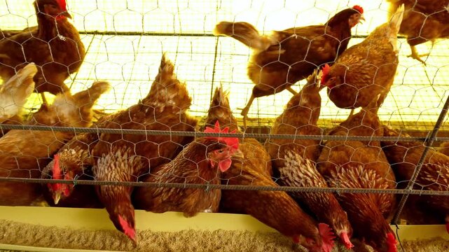Industrial poultry farm: a group of laying hens feeding in battery cages at an egg production facility - Side view