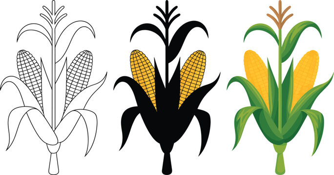 Cartoon corn stalk plant, illustration, fun agricultural vector artwork featuring corn crop in outline silhouette and colored styles for farming themed design use.