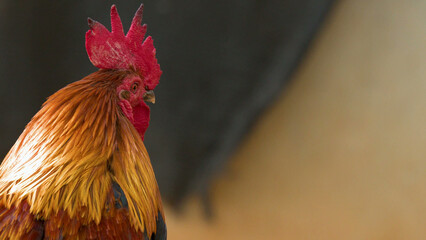 Close Up Profile of a Colorful Rooster with Golden Feathers © blueringmedia