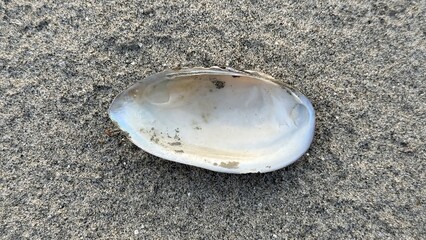 A delicate empty bivalve mollusk shell discovered peacefully lying on fine grains of golden beach sand © IT'S ORA