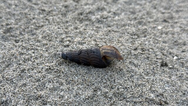 Dark conical sea snail shell with a textured surface resting peacefully on fine grain sandy beach