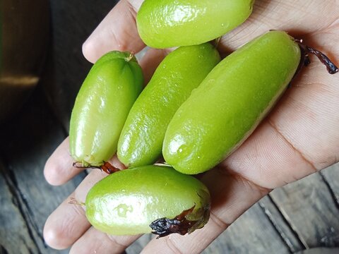 Fresh Bilimbi Fruits On Hand, Averrhoa Bilimbi