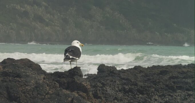 a kelp gull perching on rocks at shipwreck bay of ahipara, new zealand