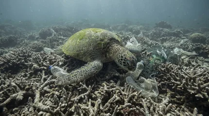 Fototapeten Korallenriff Sea turtle swimming through polluted coral reef with plastic waste  © Suparjo