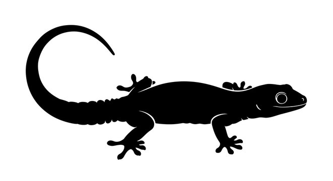 Silhouette of a Gecko Lizard on White Background