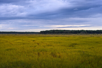 Fototapeta premium Vast peat bog in the wild Vepsian forest, Leningrad region of Russia