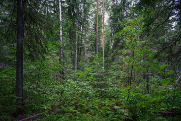 Fototapeta premium Dense virgin thicket in the Vepsian forest wilderness, Leningrad region of Russia