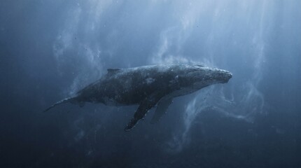 Fototapeta premium Majestic humpback whale swimming gracefully underwater in deep ocean