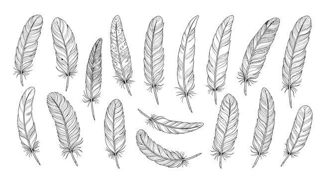 Collection of hand drawn bird feathers in black ink sketch style isolated on white background for natural design elements set.