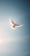Obraz premium A solitary white dove soars gracefully through a clear blue sky, bathed in the soft glow of sunlight