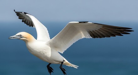 Obraz premium Graceful northern gannet soaring over the ocean with wings spread wide