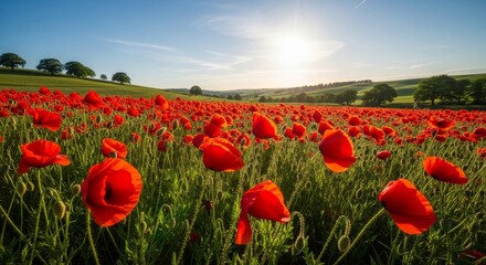 Fototapeta premium Vast Field Of Vibrant Red Poppies Under Summer Sunlight