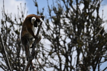 Fototapeta premium LEMUR CLINGING TIGHTLY TO A BRANCH.
