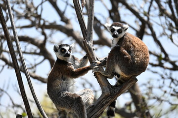 Fototapeta premium LEMURS POSING FOR THE PHOTO.
