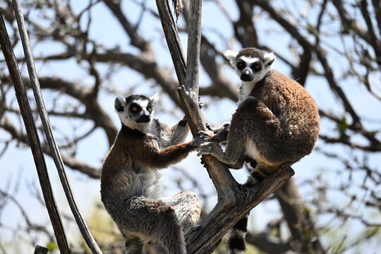 LEMURS POSING FOR THE PHOTO.