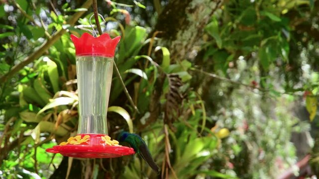 stunning detailed shot of a green and blue hummingbird drinking from a feeder, showing its rapid tongue movement against a lush blurred background