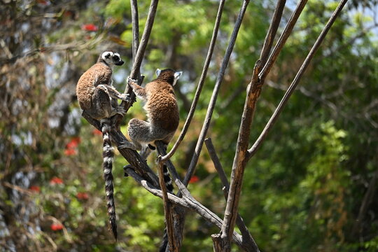 PAIR OF LEMURS CLINGING TO BRANCHES.