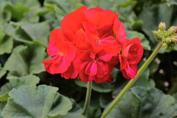 Fototapeta premium Red geranium flower in the garden, closeup of photo.